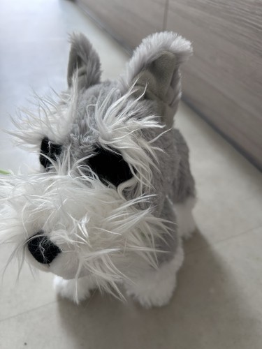 Toy dogs walking and - dogs-,