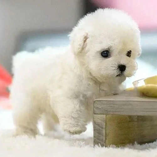 Interactive robotic puppy - interactive,
