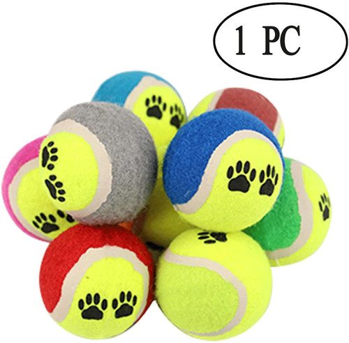 Pets play outdoor garden - pets,